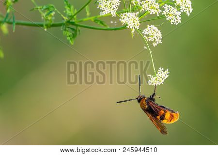 European Hornet, Hornet, Wasp Close Up Photo