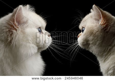 Portrait Of Twi British Breed Cats White Color With Blue Eyes, Stare At Side On Isolated Black Backg