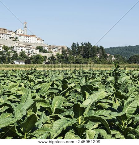 Tobbaco Plantation On The Background Of The Small City Of Monterchi In Eastern Tuscany. Italy Is The