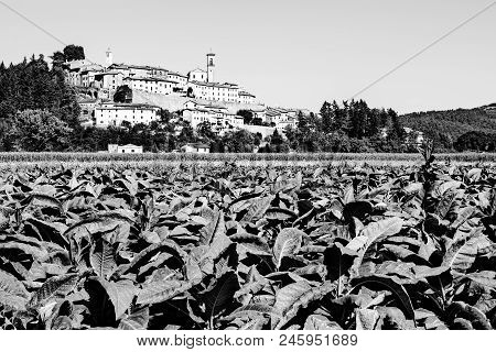 Tobbaco Plantation On The Background Of The Small City Of Monterchi In Eastern Tuscany. Italy Is The