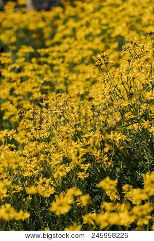 View At Woolly Sunflowers (eriophyllum Lanatum) In The Field