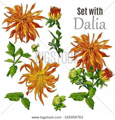 Collection Set Of Hand Drawn Flowers Line Art By Hand Drawing On White Background. Botanical Element