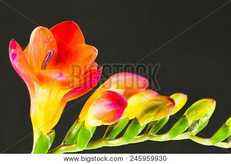Beautiful Fressia Flower Isolated On Black Background