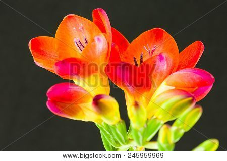 Beautiful Fressia Flower Isolated On Black Background