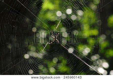 Multi-colored Argiope Spider That Lives In Nature.