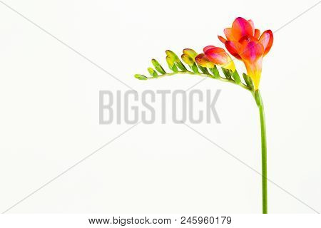 Beautiful Fressia Flower Isolated On White Background
