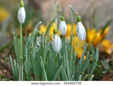 Romantic Spring Flowers And Nice Garden  In Day