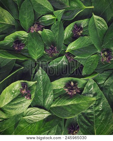 Abstract Vintage Green Basil Leaf Flat Lay On Table Top View Background Concept For Minimal Creative