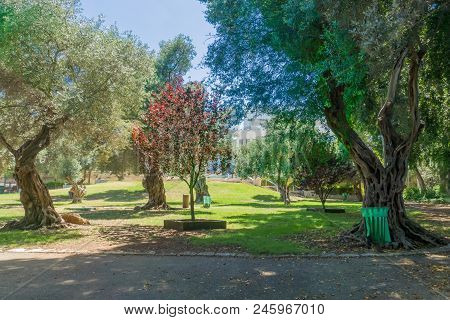 View Of The Binyamin Garden, In Hadar Hacarmel Neighborhood, Haifa, Israel