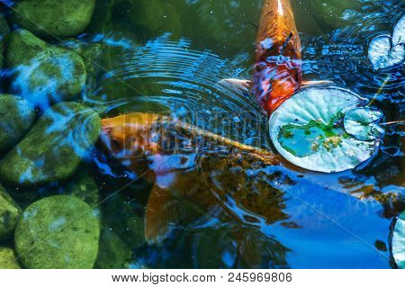 Japan Koifish Carp In Koi Pond, Koicarp In Water Lake