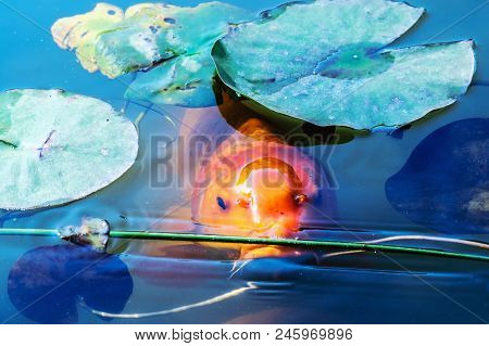 Japan Koifish Carp In Koi Pond, Koicarp In Water Lake