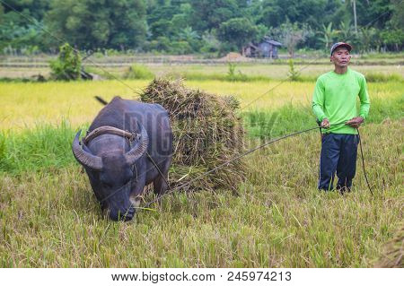 Marinduque , Philippines - March 31: Filipino Farmer Working At A Rice Field In Marinduque Island Th