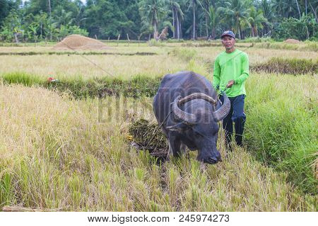 Marinduque , Philippines - March 31: Filipino Farmer Working At A Rice Field In Marinduque Island Th