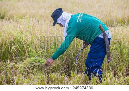 Marinduque , Philippines - March 31: Filipino Farmer Working At A Rice Field In Marinduque Island Th