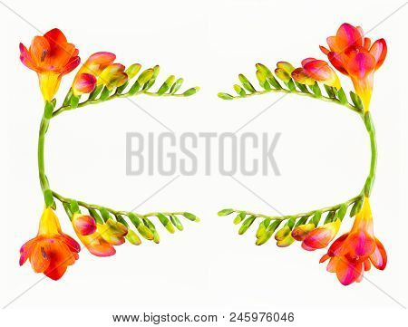 Cartouche Of Beautiful Fressia Flower Isolated On White Background