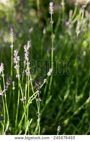 Flowering Fragrant Lavender In The Rays Of The Morning Or Evening Sun. Selective Focus.