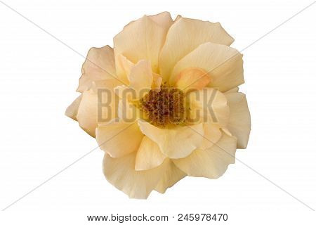 One 'rosa Gallica Maxima' Rose Red Flower Isolated On White.
