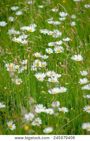 Atmospheric Bouquet Of Wild Flowers And Dasy Create A Dynamic Contrast With Clours During A Spring S