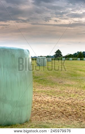 Plastified Round Hay Bales In A Newly Mown Pasture In The Dutch Landscape. Agricultural Photo Of Far