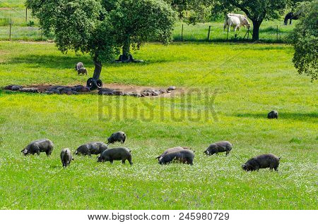 Pigs Graze On Farm In Countryside Of Badajoz, Extremadura. Copy Space For Text