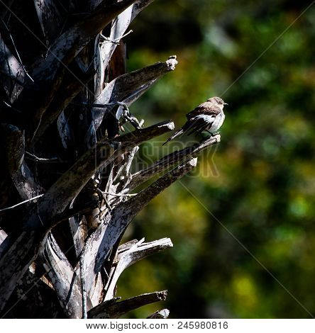 A Small Sparrow Perched On A Palm Tree In The Georgia Woods As The Morning Sun Shines Through The De