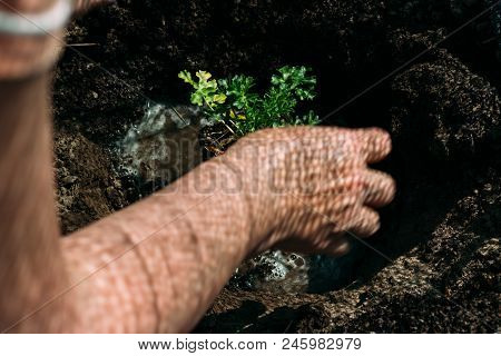 Female Hands Plant A Green Plant In The Ground. On His Hands A Shadow From The Net. Hands In Pattern