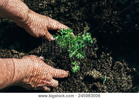 Female Hands Plant A Green Plant In The Ground. On His Hands A Shadow From The Net. Hands In Pattern
