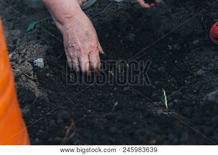 Female Hands Plant A Green Plant In The Ground. Hands In Pattern. Plant The Plants On The Farm. Farm