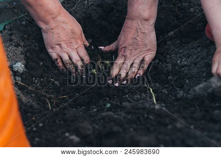Female Hands Plant A Green Plant In The Ground. On His Hands A Shadow From The Net. Hands In Pattern