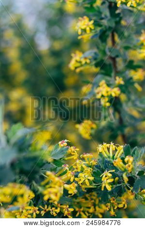 Yellow Flowers Of Gooseberry. The Gooseberry Bush In The Spring. On Branches With Green Leaves Bloss