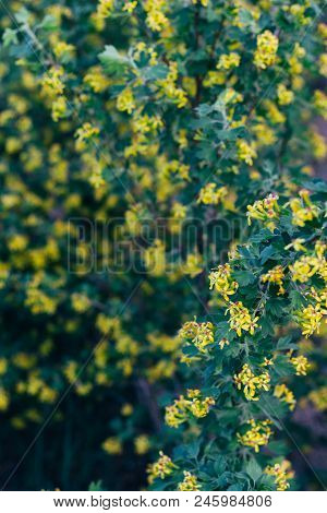 Yellow Flowers Of Gooseberry. The Gooseberry Bush In The Spring. On Branches With Green Leaves Bloss