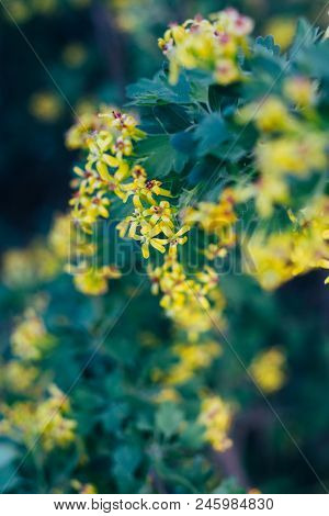 Yellow Flowers Of Gooseberry. The Gooseberry Bush In The Spring. On Branches With Green Leaves Bloss