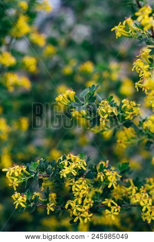 Yellow Flowers Of Gooseberry. The Gooseberry Bush In The Spring. On Branches With Green Leaves Bloss
