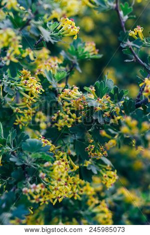 Yellow Flowers Of Gooseberry. The Gooseberry Bush In The Spring. On Branches With Green Leaves Bloss