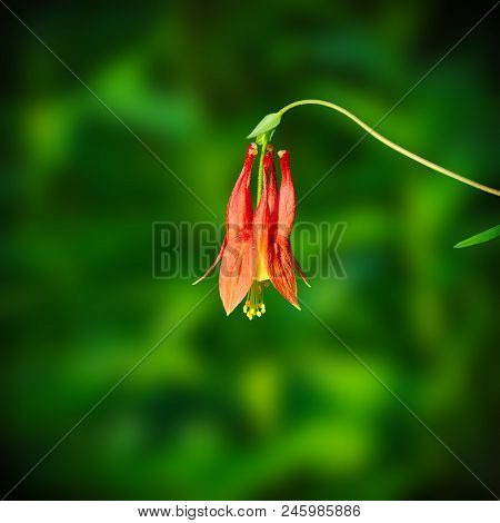 Eastern Red Columbine, Wild Columbine - Aquilegia Canadensis, Wildflower Growiwng In Bemidji Minneso