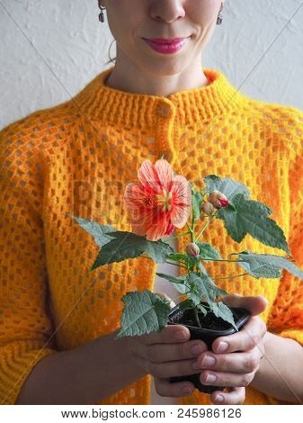 Flower In A Pot In The Hands Of Women. Abutilon Bella In The Pot