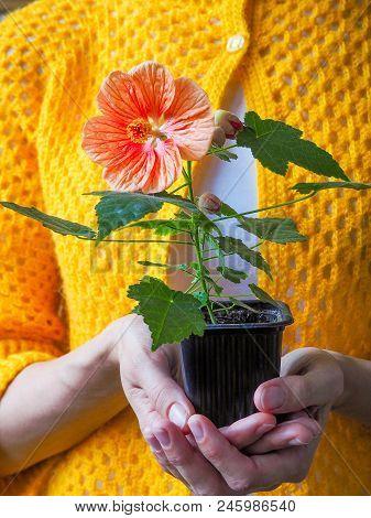 Flower In A Pot In The Hands Of Women. Abutilon Bella In The Pot
