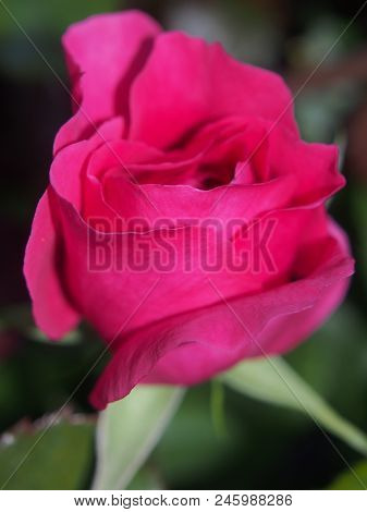 Blossoming Bud Of A Red Rose. Flower Blooming On A Bush. Red Petals.