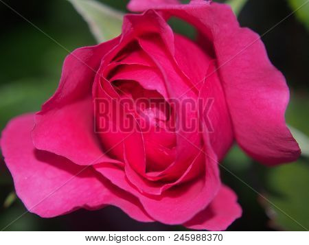 Blossoming Bud Of A Red Rose. Flower Blooming On A Bush. Red Petals.