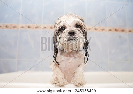 Shih Tzu Is Shower At Home, Foam On Wool. Happiness Dog Taking Bubble Bath.
