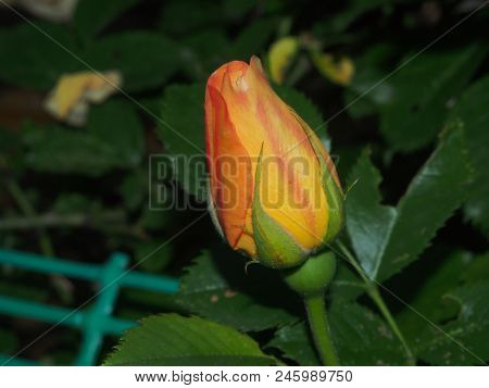 The Blossoming Bud Of Pink Roses. Garden Flower.