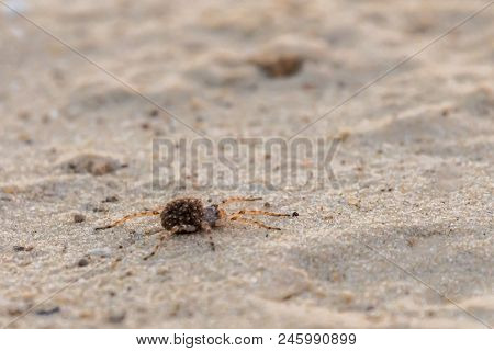 Mother Wolf Spider Or Lycosa Singoriensis With A Lot Of Babies On Her Back.