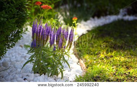 Large Blue Flower Heads Of The Pride Of Madeira, Echium Candicans