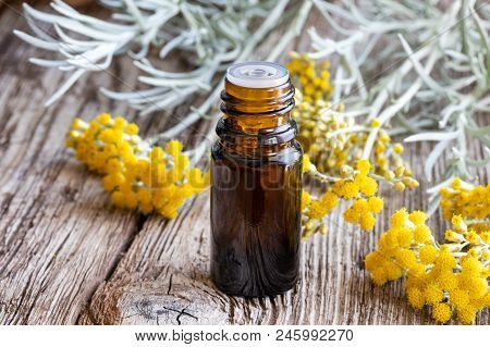 A Bottle Of Essential Oil With Fresh Blooming Helichrysum Italicum Plant