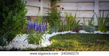 Large Blue Flower Heads Of The Pride Of Madeira, Echium Candicans