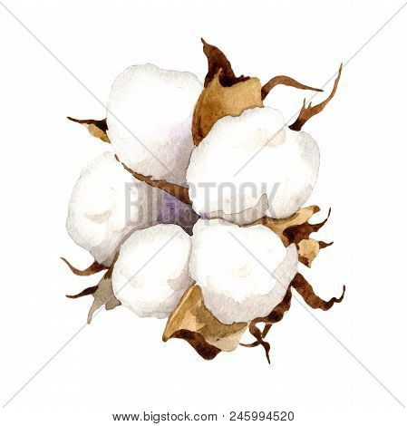 Soft Cotton. Floral Botanical Flower. Wild Spring Leaf Wildflower Isolated. Aquarelle Wildflower For