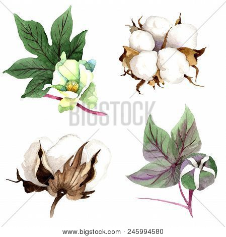 Soft Cotton. Floral Botanical Flower. Wild Spring Leaf Wildflower Isolated. Aquarelle Wildflower For