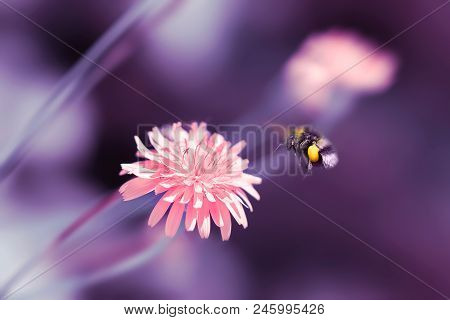 Amazing Artistic Natural Background. Bumblebee Flying Over Fantastic Pink Dandelion Flower. Macro Im