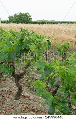 Old Traditional Alberello  Vineyards With Rows Of Primitivo Wine Grapes Plants In Great Wine Region