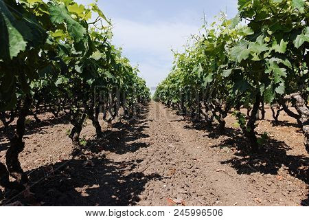 Old Traditional Alberello  Vineyards With Rows Of Primitivo Wine Grapes Plants In Great Wine Region